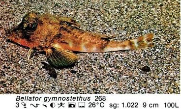Bellator gymnostethius
